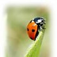 coccinella blu