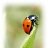 coccinella blu